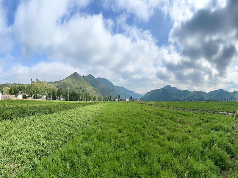 OD_OD（中国）,黄芪党参基地